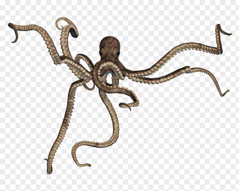 Octapus Octopus Squid PNG