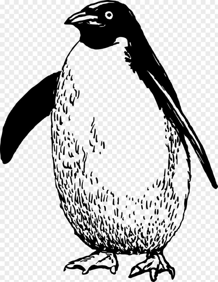 Penguin Flightless Bird Antarctica Clip Art PNG