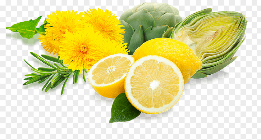 Stay Fit Lemon Oxidative Stress Food Free-radical Theory Of Aging Vegetarian Cuisine PNG