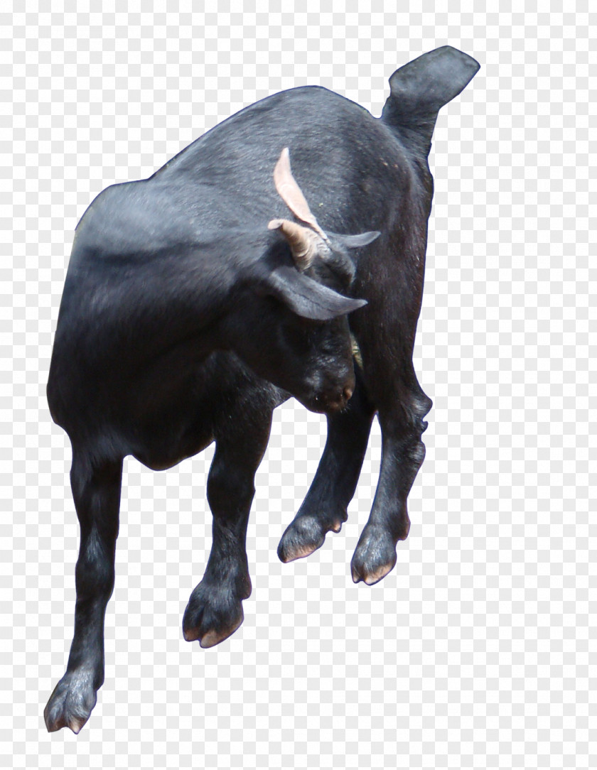 Black Bull Front Icon PNG