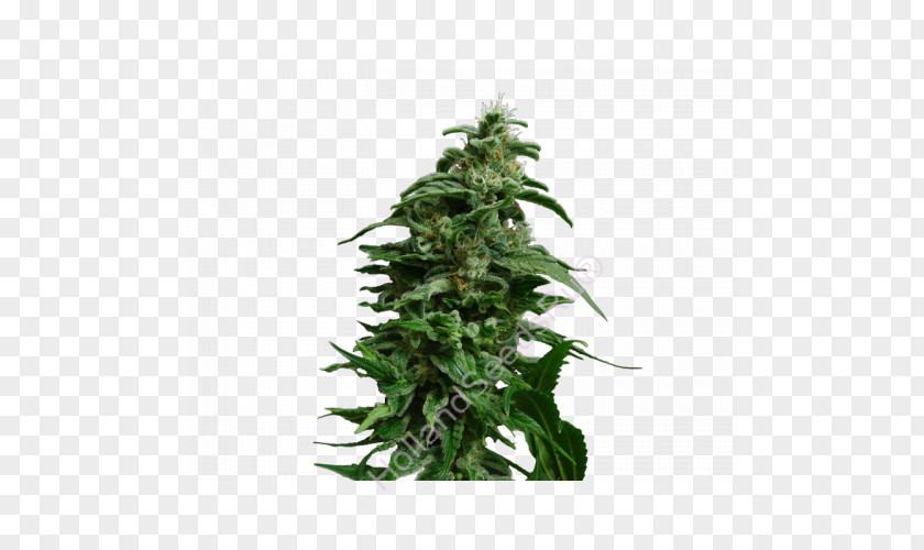 Cannabis Hemp PNG