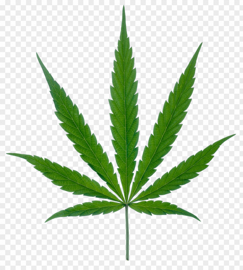 Green Leaves Potted Buckle Medical Cannabis Leaf Marijuana Clip Art PNG