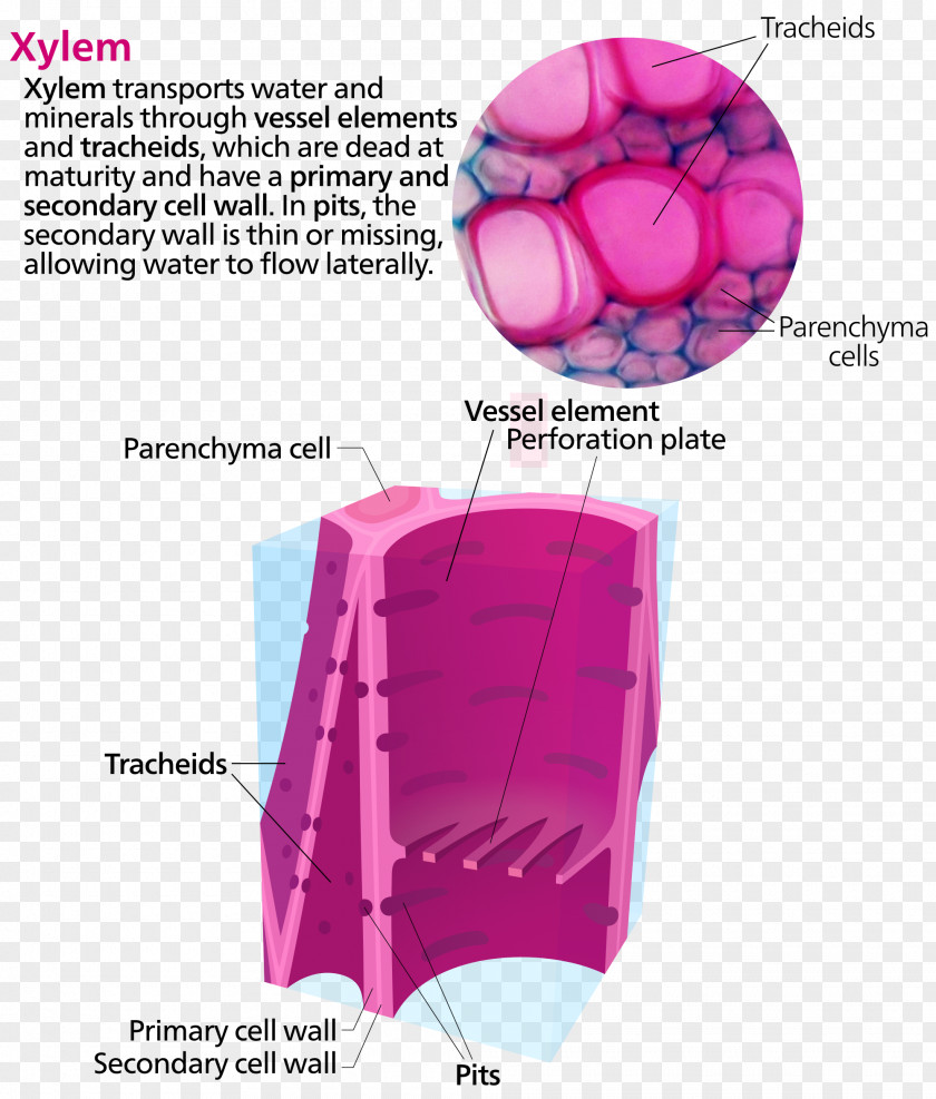 Plant Xylem Phloem Vessel Element Tracheid Cell PNG