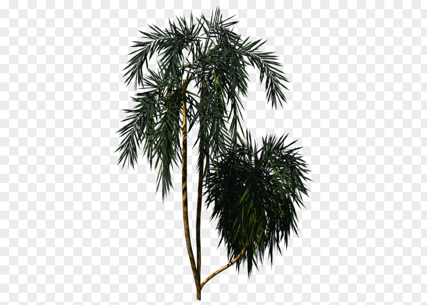 Tree Asian Palmyra Palm Arecaceae New Zealand Cabbage Plant PNG