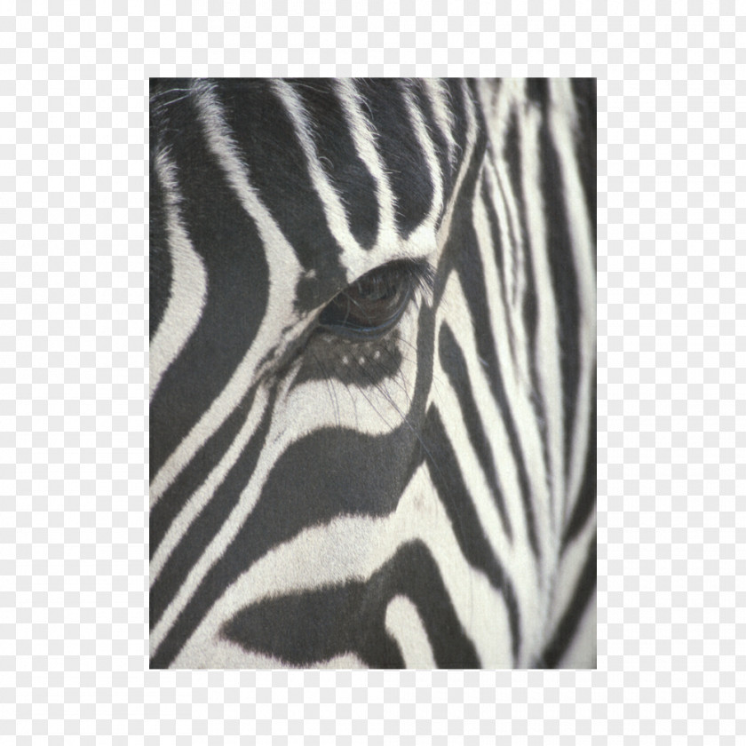 Zebra Baby Desktop Wallpaper Shutterstock Image PNG