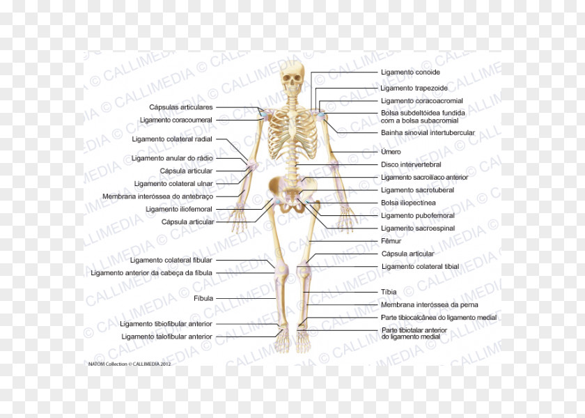Capsula Ligament Muscle Joint Anatomy Human Body PNG