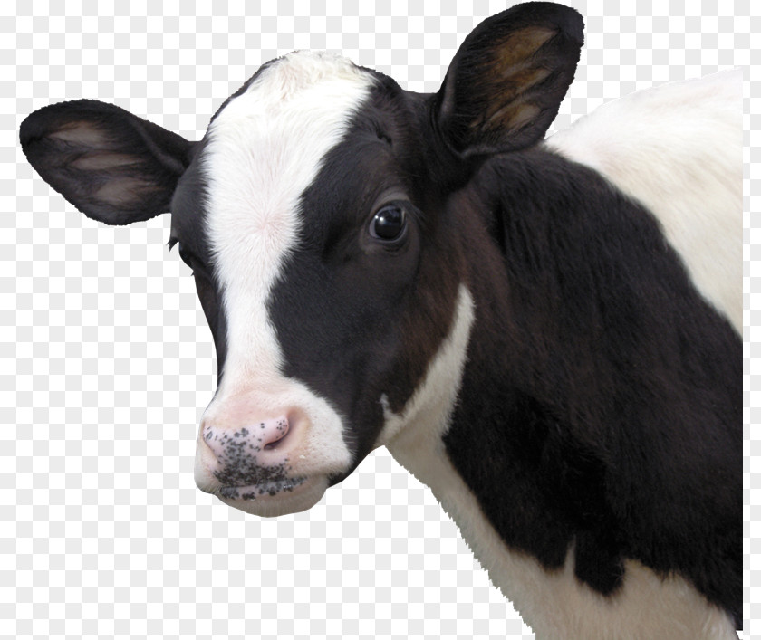 Cows Calf Dairy Cattle Eid Al-Adha Bayram PNG