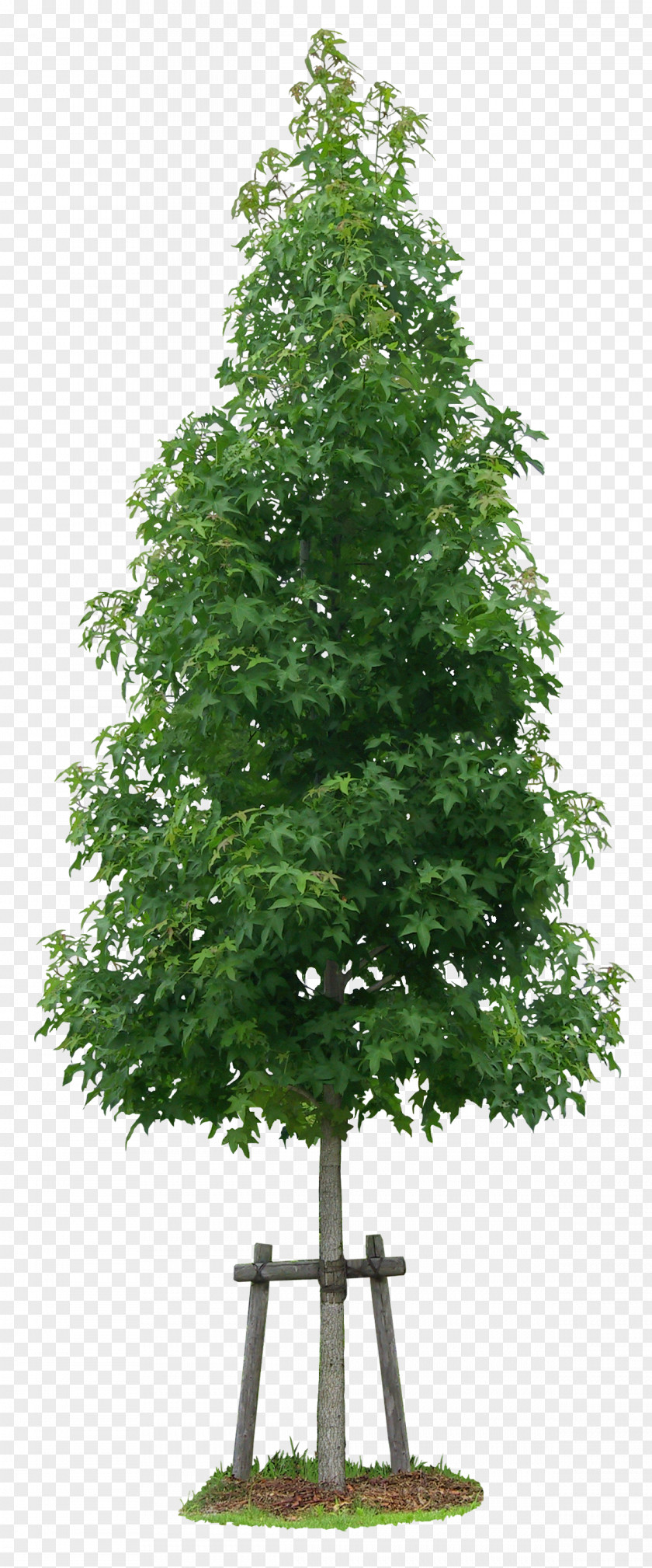 Luxuriant Trees American Sweetgum Acer Ginnala Tree Liquidambar Formosana Shrub PNG