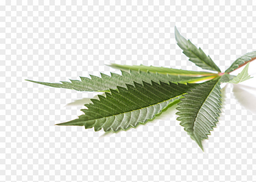 Pot Leaf Medical Cannabis Cannabidiol Hemp PNG