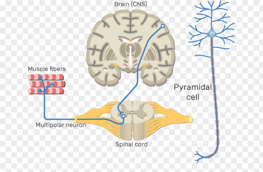 Brain Somatic Nervous System Central Motor Neuron Neural Pathway PNG