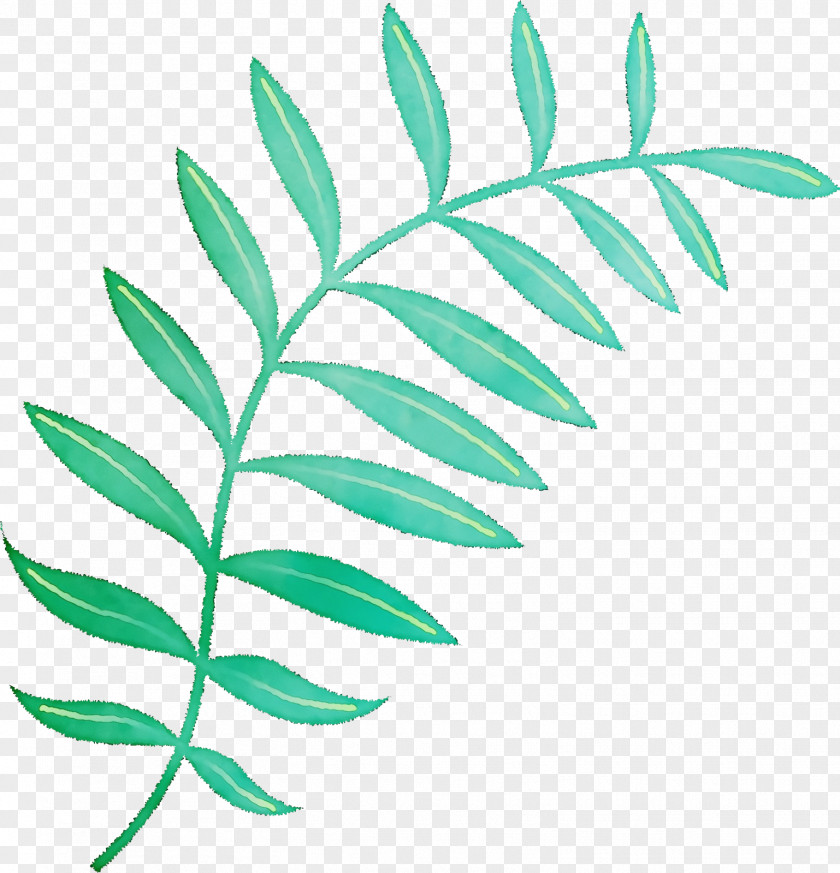 Plant Stem Branch Leaf Line Plants PNG