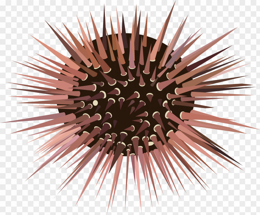 Thorn Sea Urchin Spine Clip Art PNG
