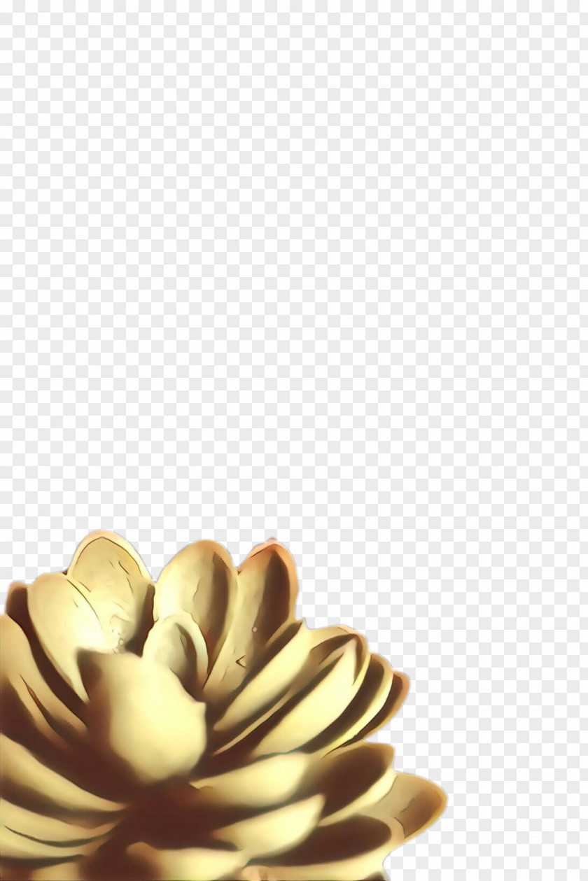 Flower Plant Yellow Petal PNG