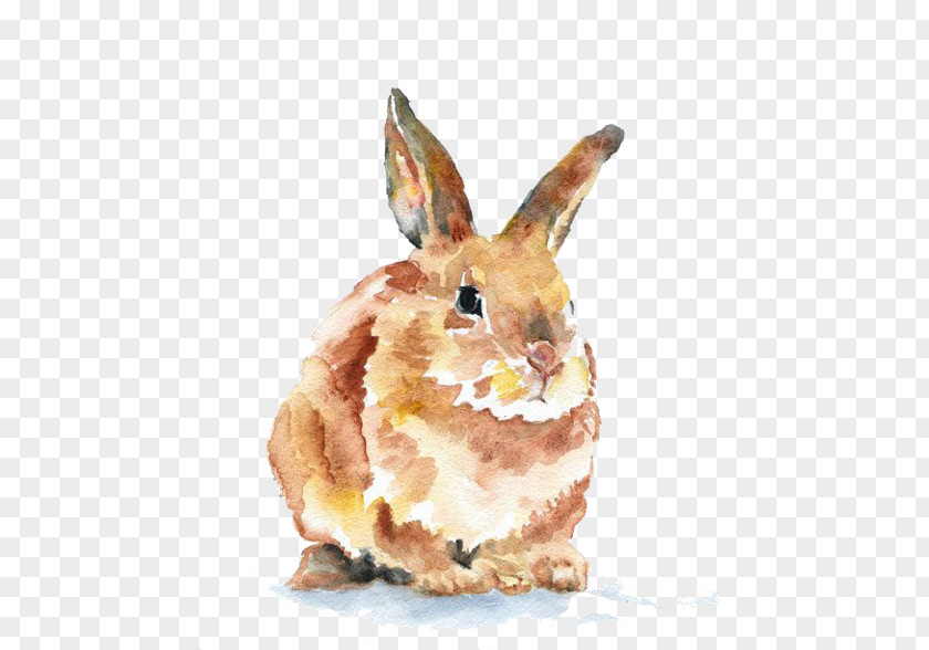 Painting Domestic Rabbit Watercolor Art Drawing PNG