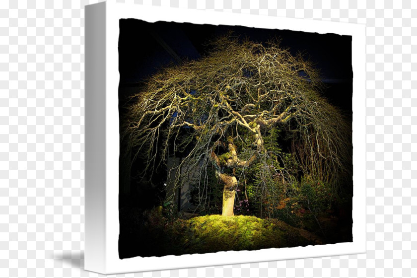 Tree Of Life Drawing Stock Photography PNG