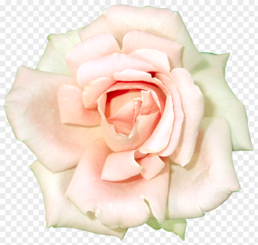 White Rose Clipart Garden Roses Centifolia Cosmetics Clip Art PNG