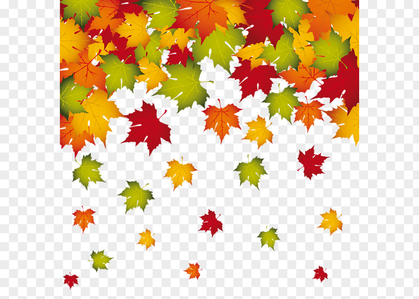 Falling Autumn Leaves Border Leaf Color PNG