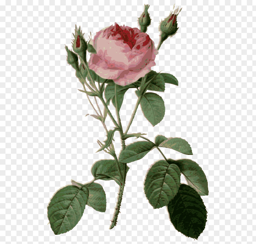 Flowers Roses Moss Rose Art Choix Des Plus Belles Fleurs PNG