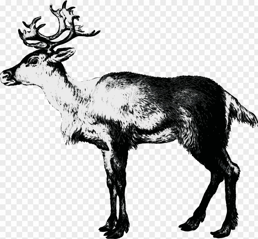 Moose Antler Reindeer PNG