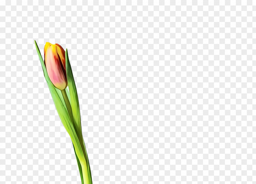 Pedicel Plant Blossom Background PNG