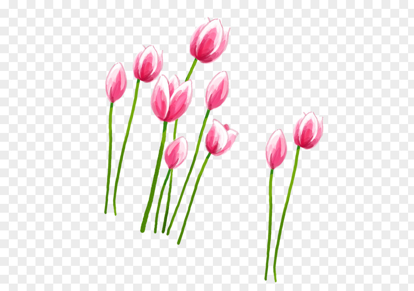 Pink Tulips Tulip Petal PNG