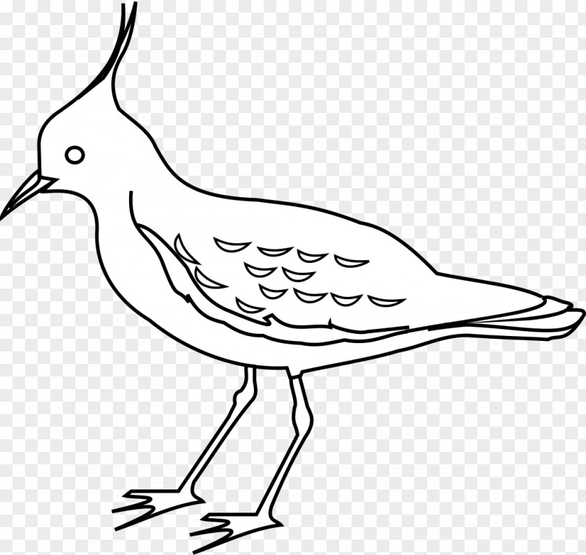 Bird Clip Art Drawing Northern Lapwing Image PNG
