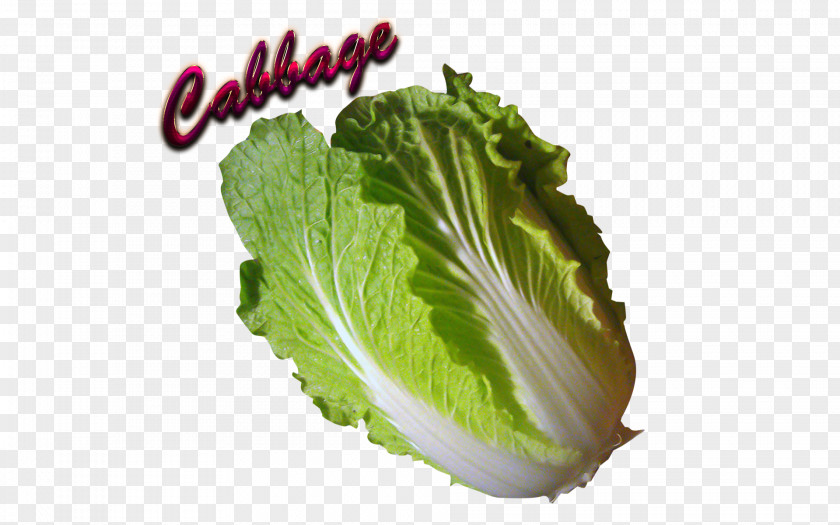 Cabbage Collard Greens Spring Romaine Lettuce PNG