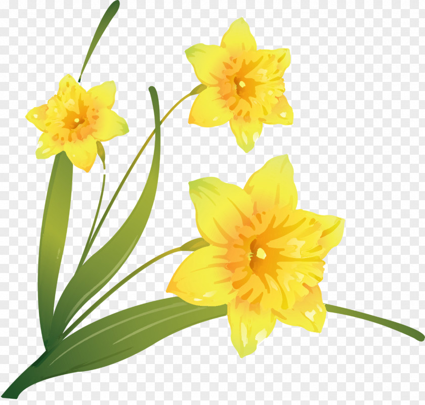 Flower Daffodil Clip Art PNG