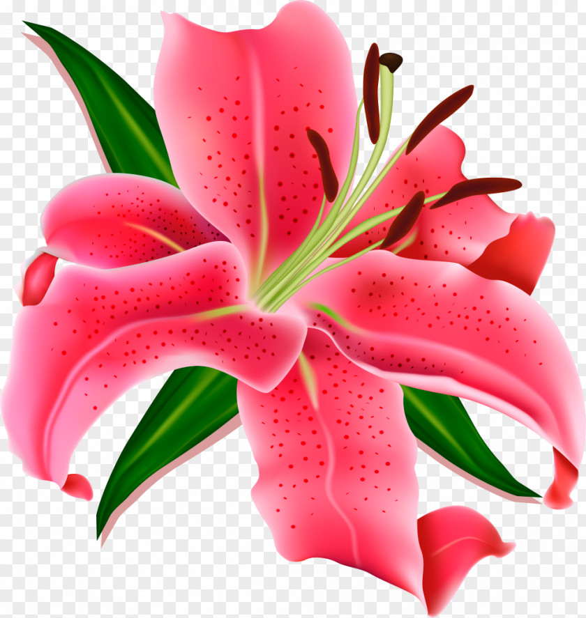 Frangipani Pink Flowers Desktop Wallpaper Lilium PNG