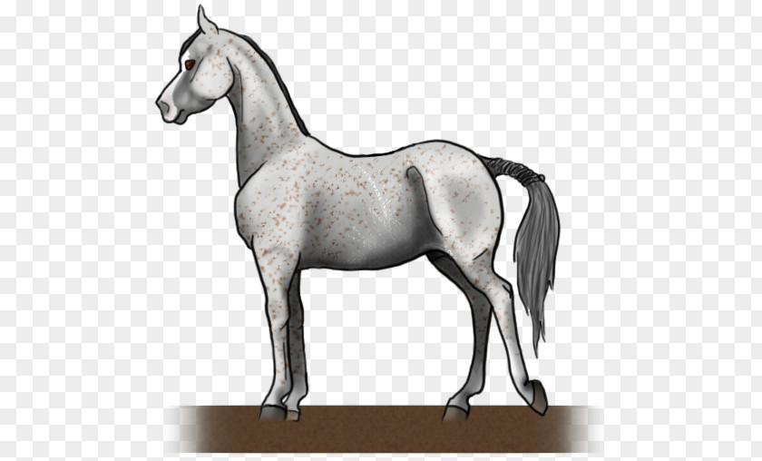 Mustang Mane Mare Foal Stallion PNG