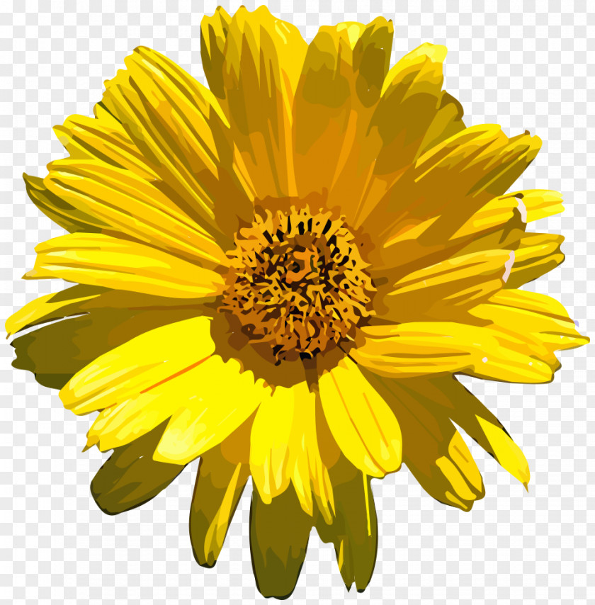 VECTOR FLOWERS Common Sunflower Stock Photography PNG