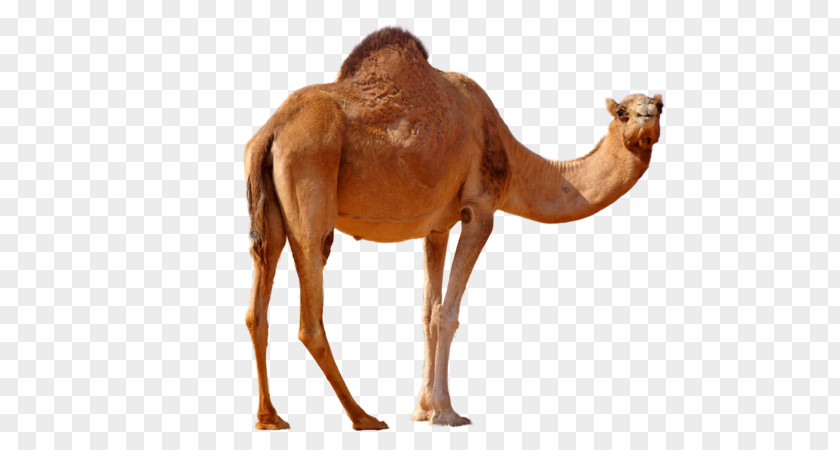 Camel Face Dromedary Bactrian Australian Feral Image PNG