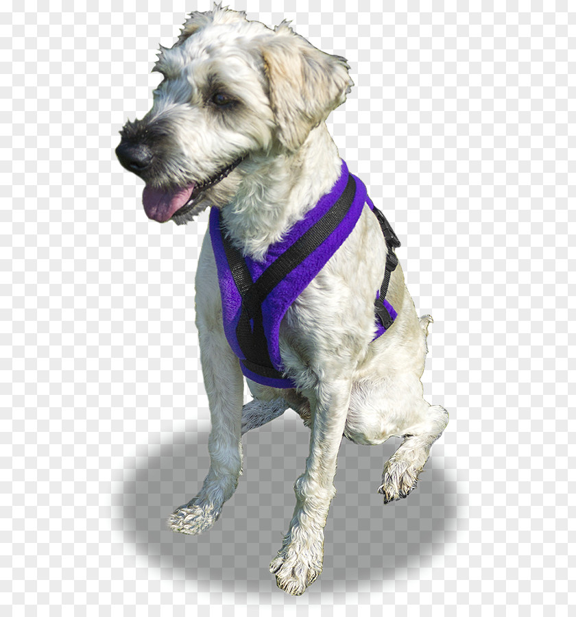 Rescue Dog Harness Schnoodle Breed Companion Collar PNG