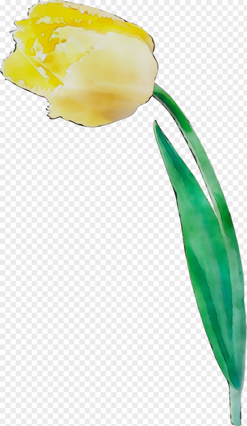 Tulip Image Cut Flowers Plant Stem PNG