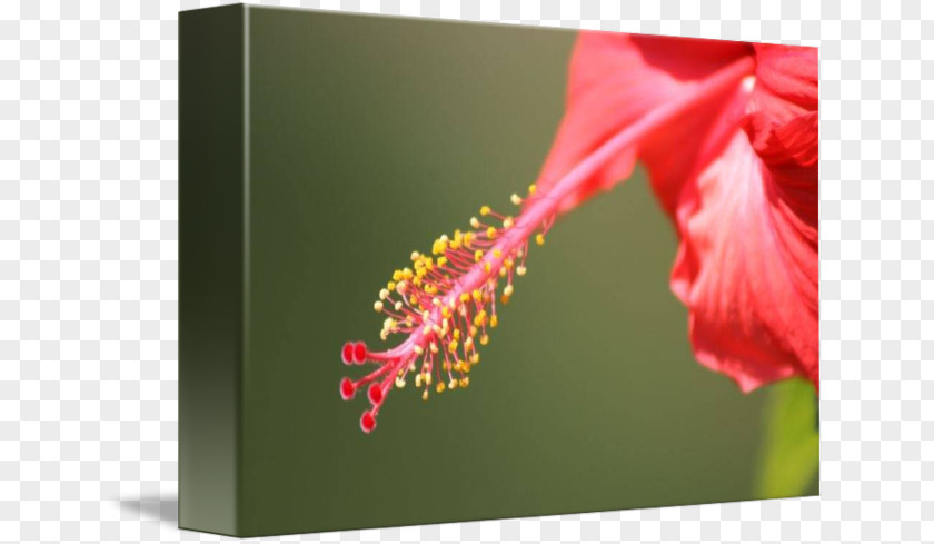 Bunga Raya Rosemallows Close-up Plant Stem PNG