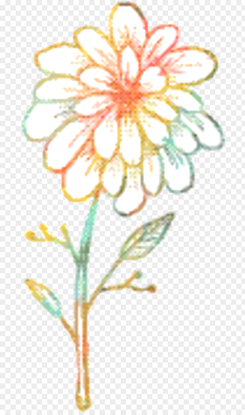 Daisy Family Tagetes Floral Flower Background PNG