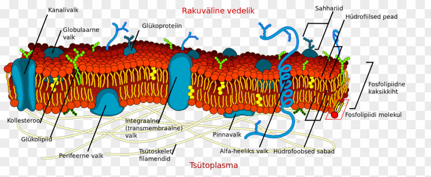 Detailed Cell Membrane Biological Wall PNG