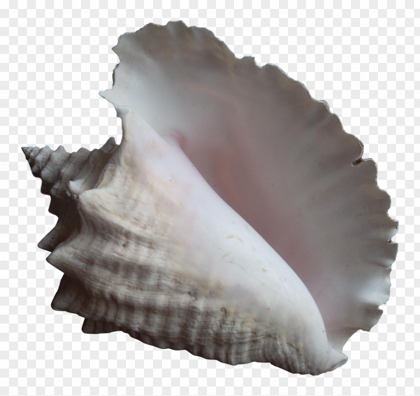 Conch Clam Seashell Cockle Mussel PNG