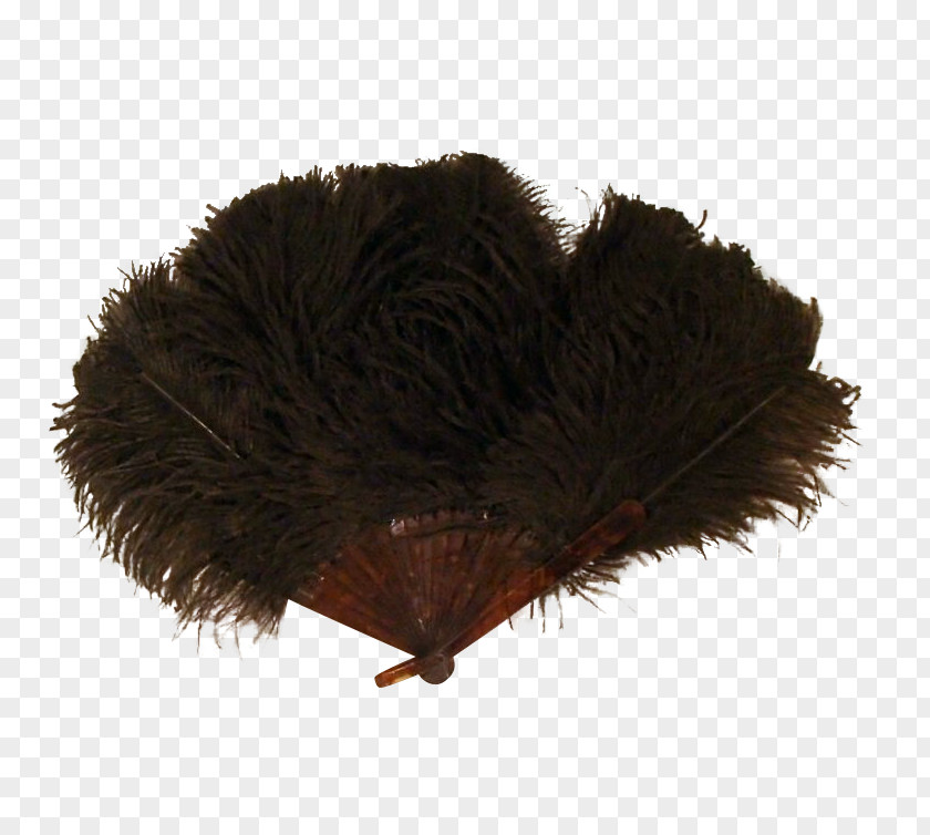 Feather Victorian Era Common Ostrich PNG