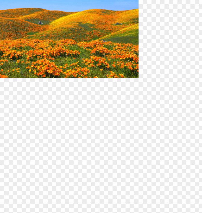Flower California Poppy Desktop Wallpaper Landscape PNG