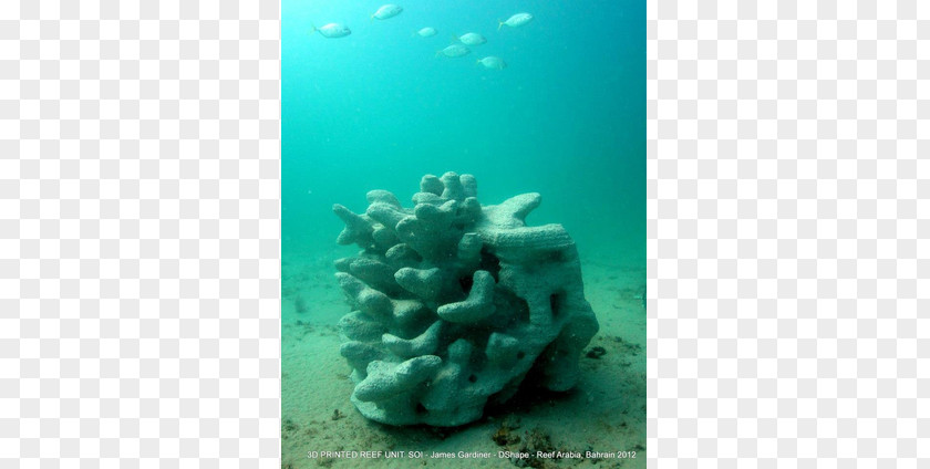 Living Room Top View Coral Reef Stony Corals 3D Printing PNG