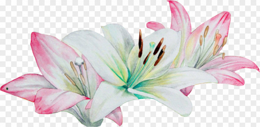 Flower Watercolor Painting Lilium PNG