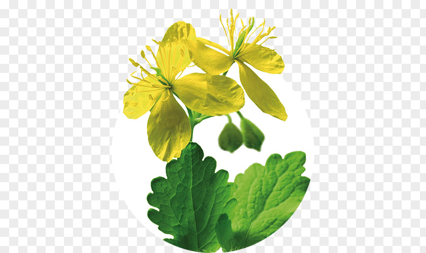 Health Greater Celandine Iberogast Herb Therapy Medicinal Plants PNG
