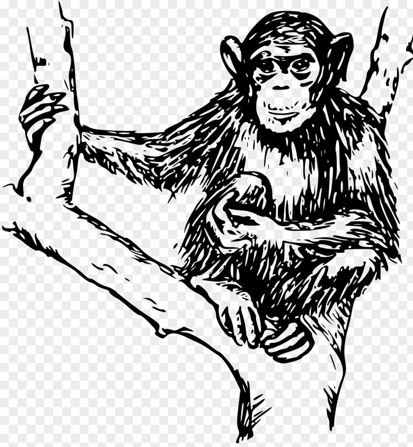 Monkey Chimpanzee Ape Primate Clip Art PNG