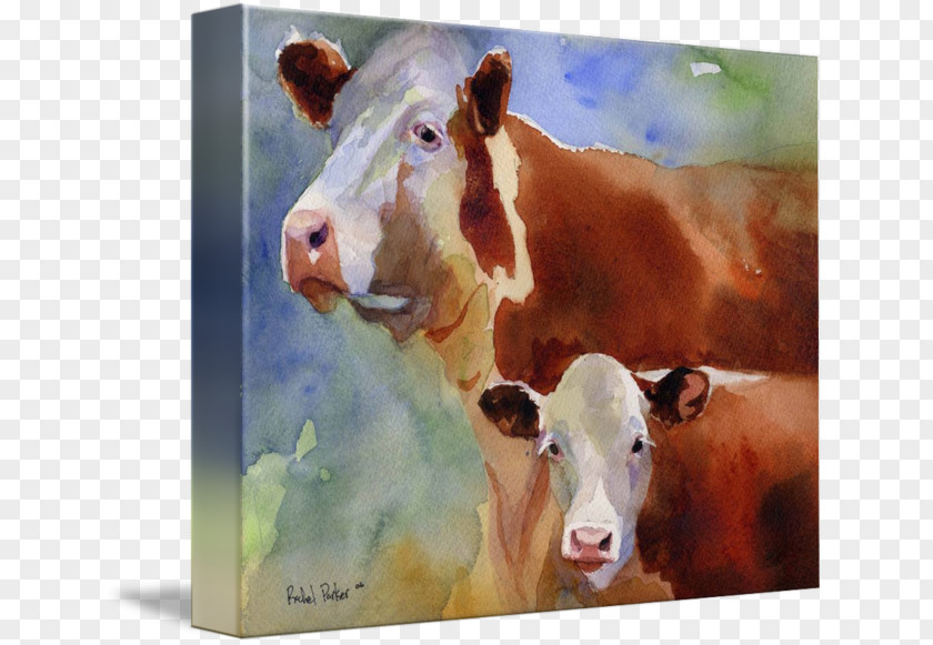 Painting Dairy Cattle Hereford Calf Watercolor PNG