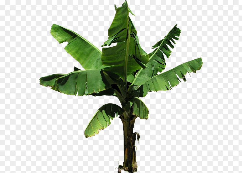 Plantain Banana Bread Split Tree PNG