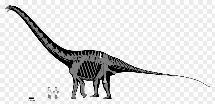 Tail Wildlife Dinosaur PNG