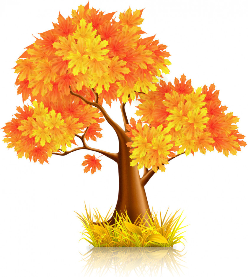 Tree Red Maple PNG