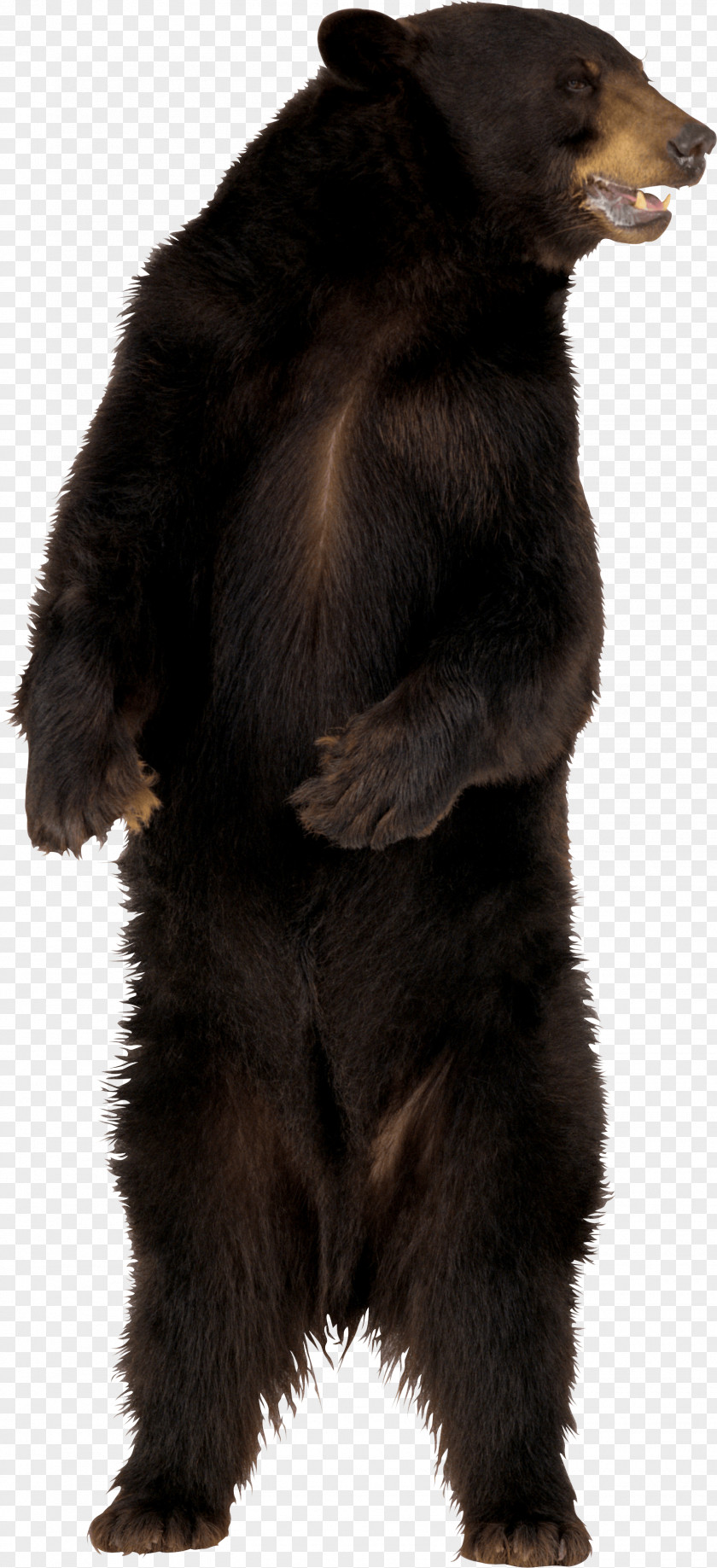 Bear American Black Brown PNG