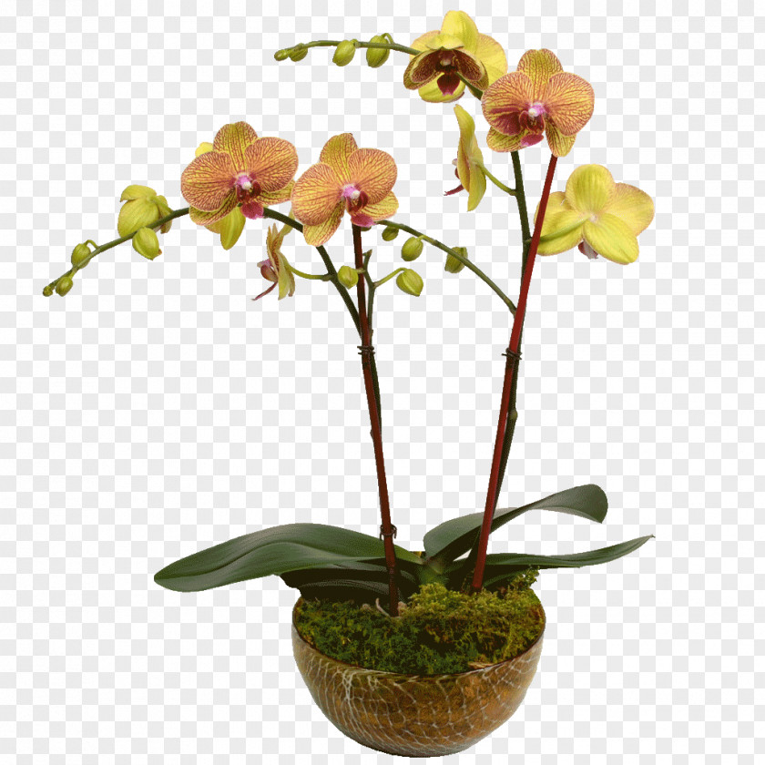 Flower Moth Orchids Dendrobium Cattleya Plant Stem PNG